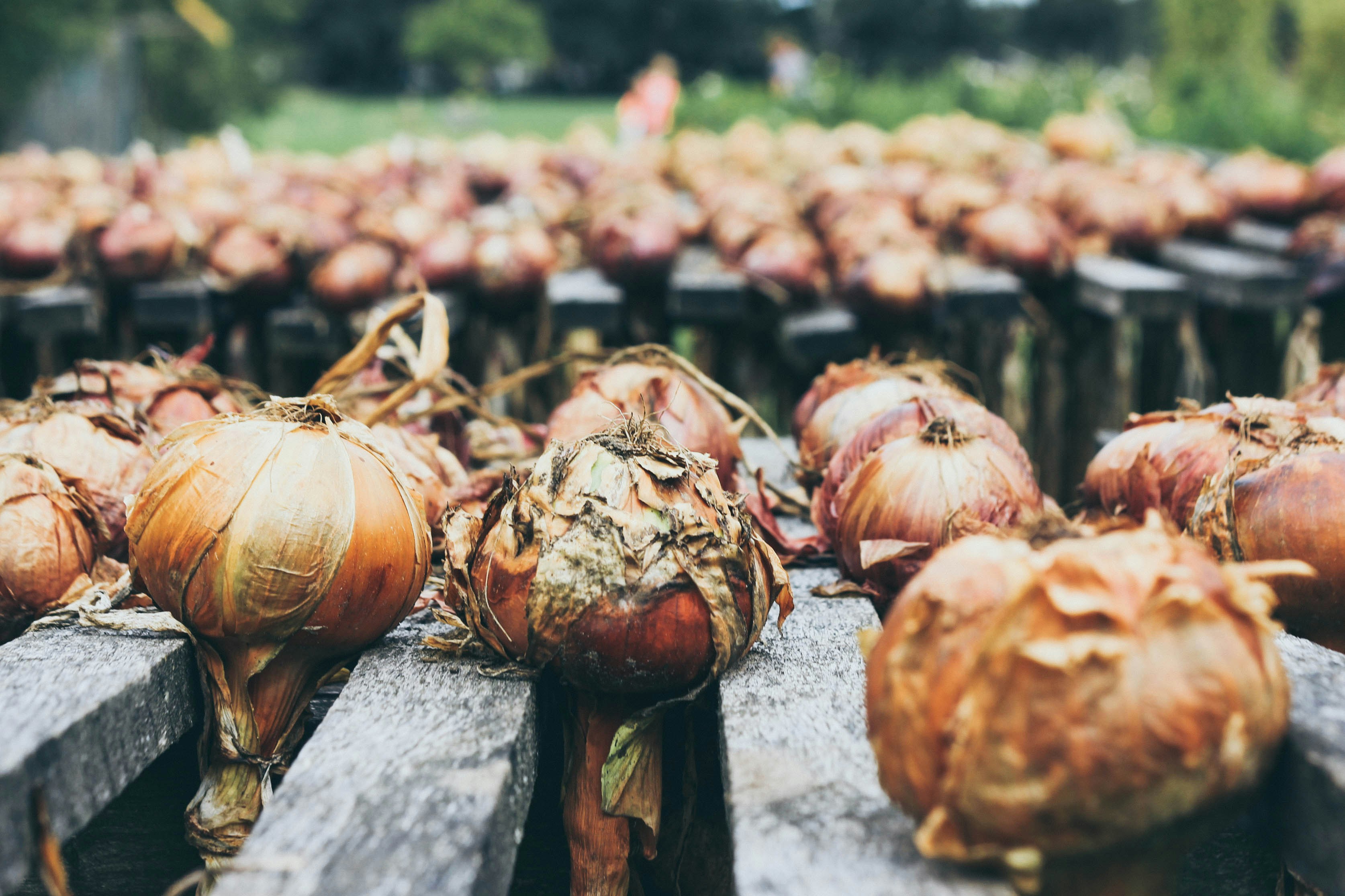 Photo of onions by Stella de Smit on Unsplash